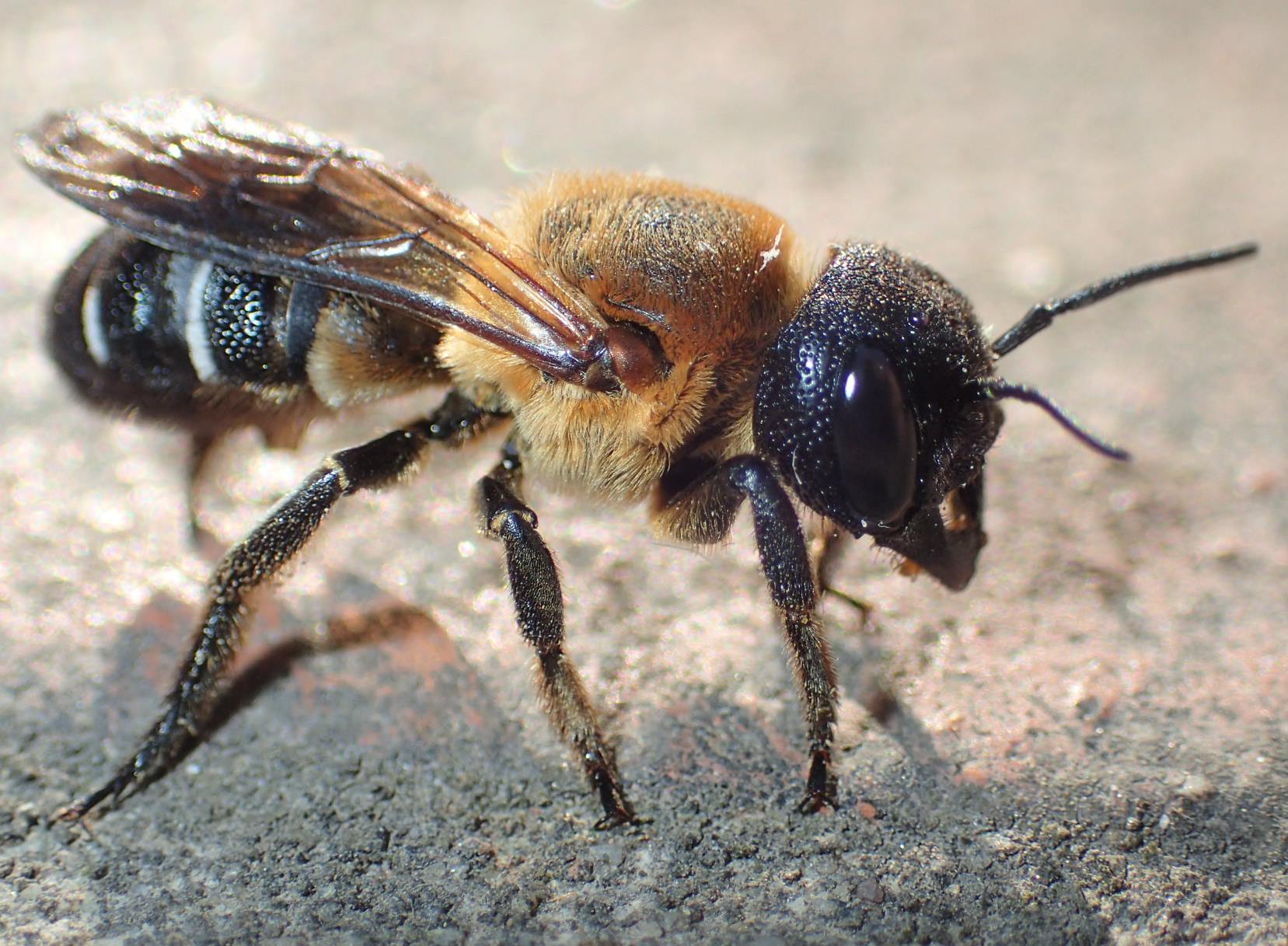 Apona ferita: Megachile sculpturalis (Apidae Megachilinae)